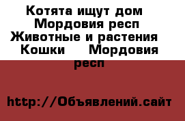 Котята ищут дом - Мордовия респ. Животные и растения » Кошки   . Мордовия респ.